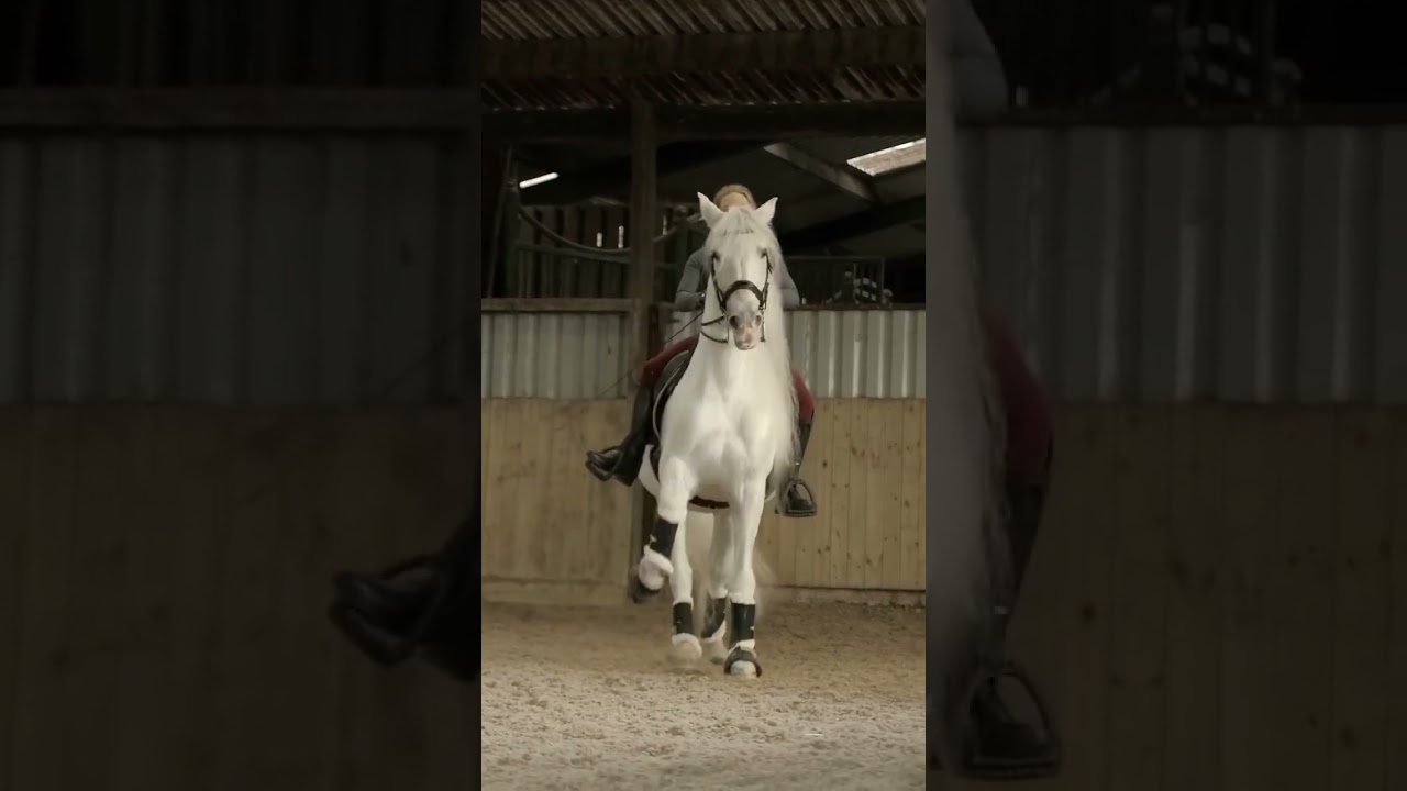 Slay Ride 😈  🦄 of Penllyn Lusitanos 