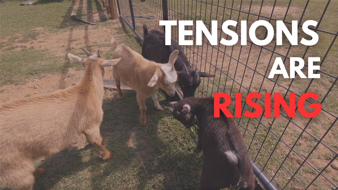Introducing Blossom to her Goat Sisters!🐐