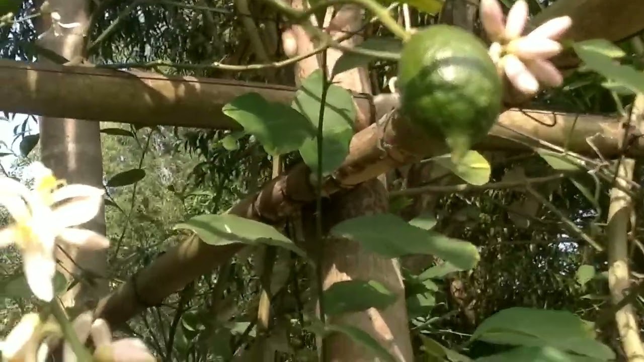 ফুলে ফুলে ভরে উঠেছে লেবু বাগান