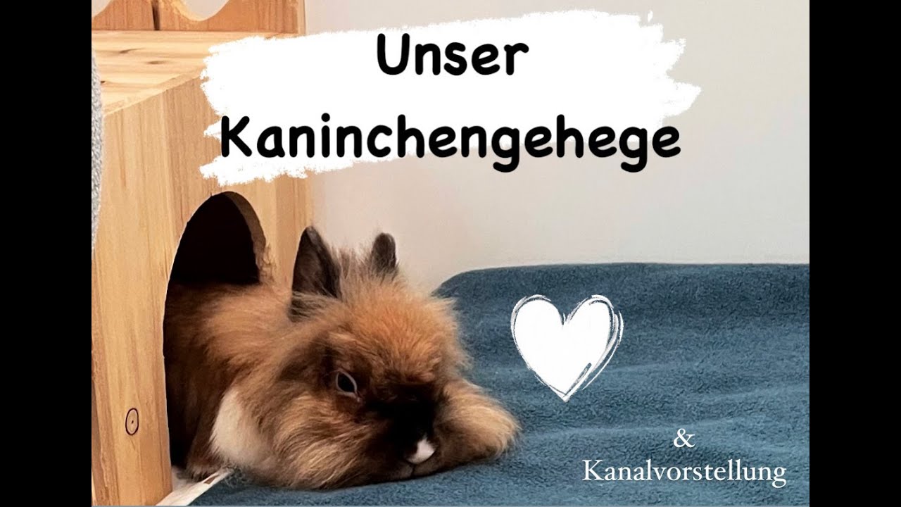 Zwergkaninchen in Innenhaltung: das Gehege | StupsNasen