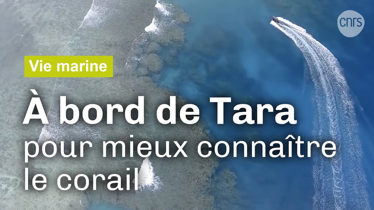 Tara : au chevet du corail | Reportage CNRS