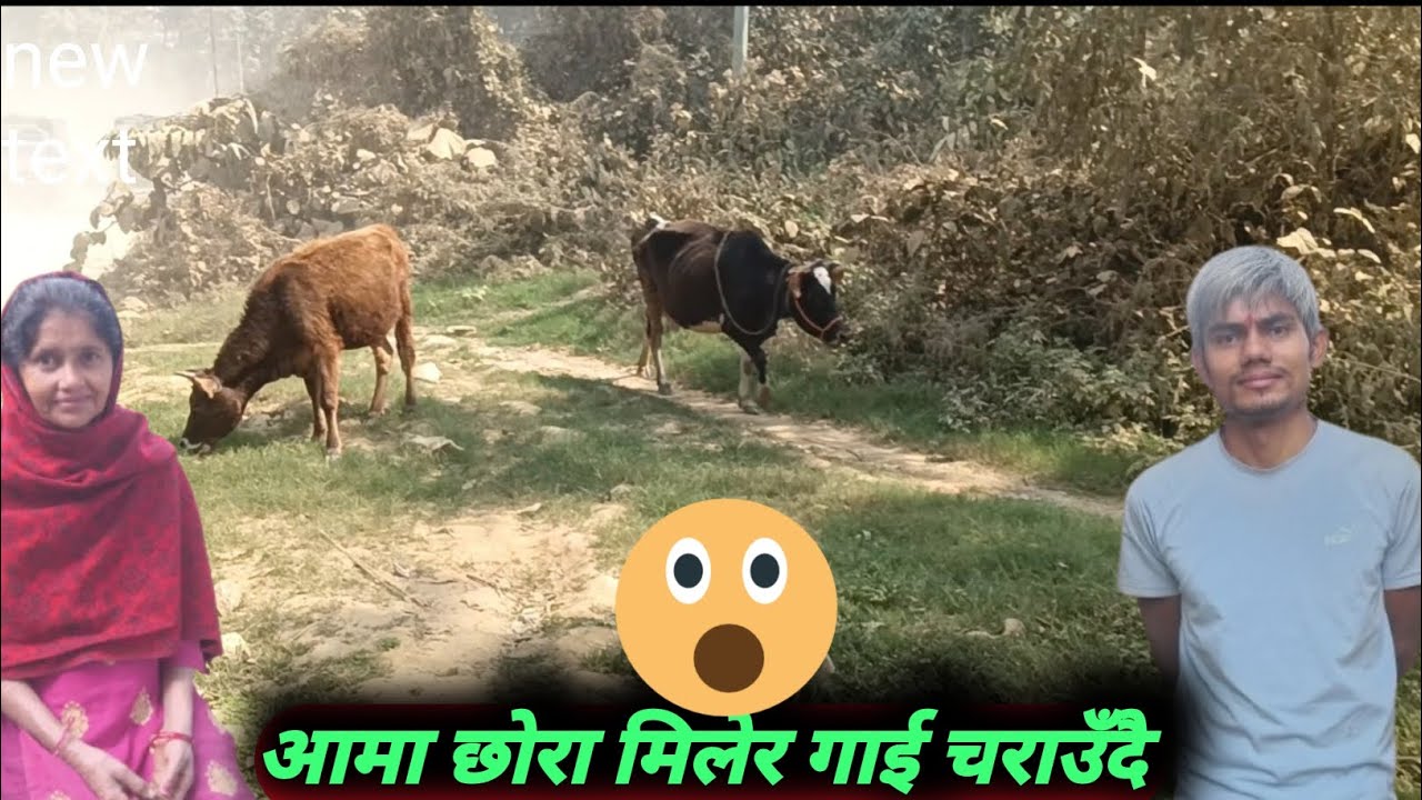 गाई चराउन जाँदा जंगलमा बंगुर भेटियो😀। #nepali vlogs  #Deepak Bhandari Vlog 