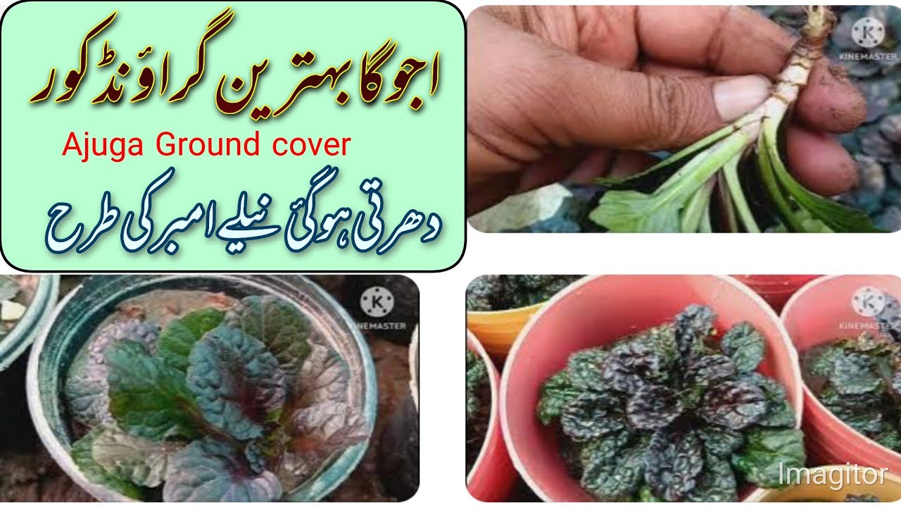 How to propagate Ajuga plant / Ajuga perennial Groundcover.A Gorgeous New Agastache & dividing Ajuga