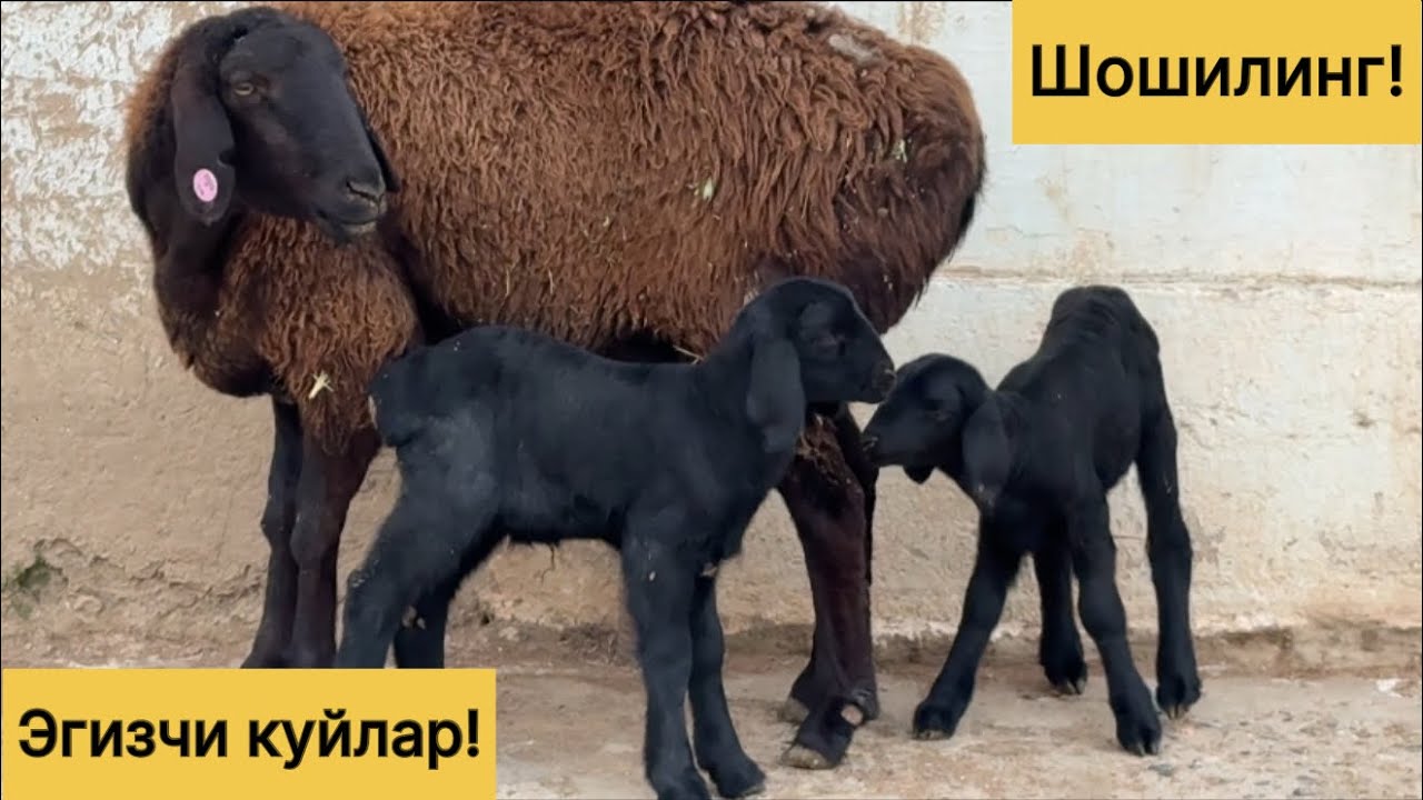 Эгизчи куйлар 997425060☎️