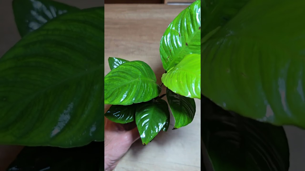 Anubias Heterophylla