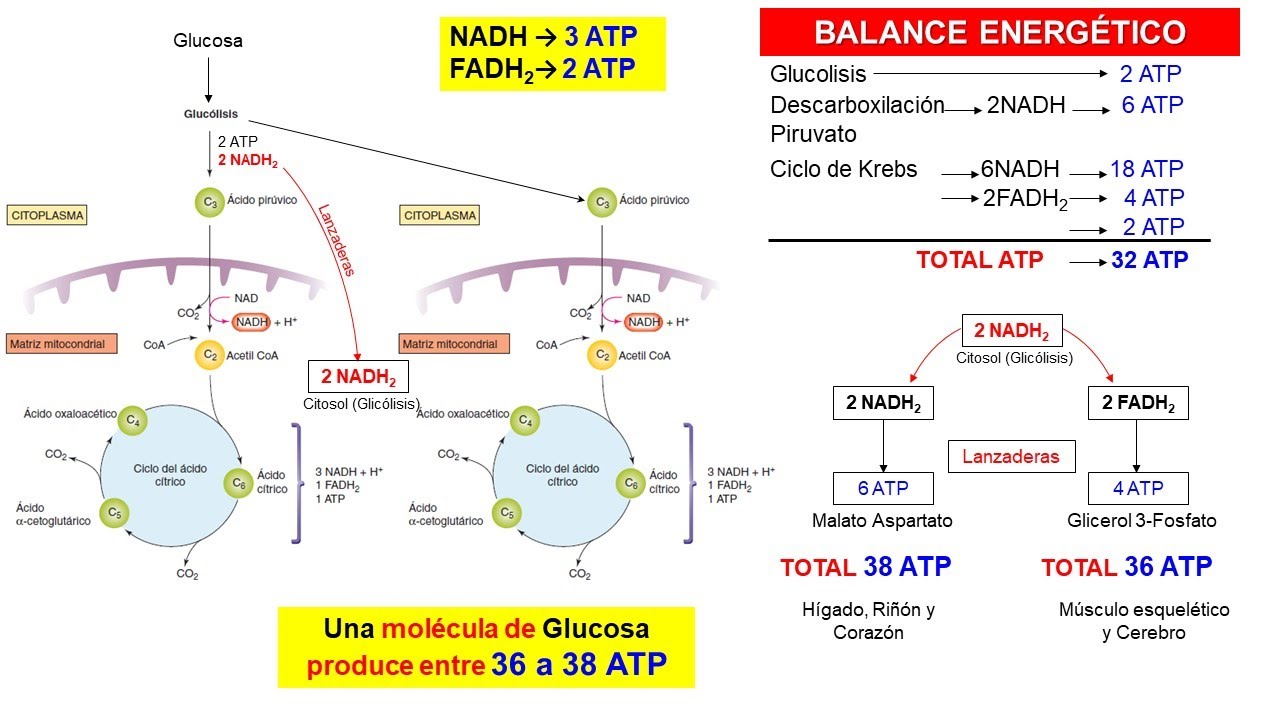 Balance energético de la respiración celular 5/5