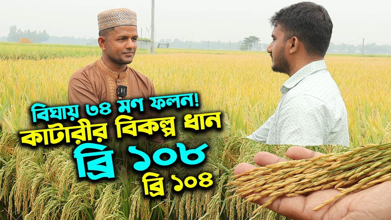 কাটারি ধানের বিকল্প ব্রি ১০৮ ধান ও ব্রি ১০৪ চাষে ৩৪ মণ ফলন | উদ্যোক্তার খোঁজে