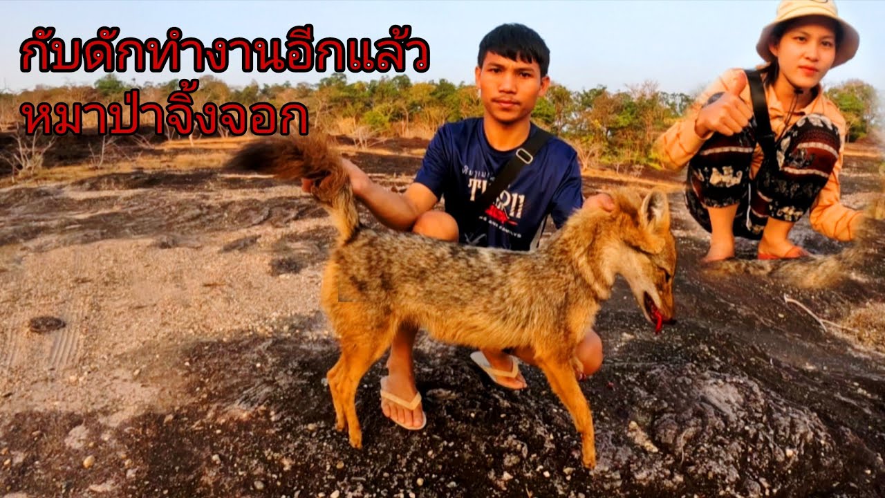 หมาป่าจิ้งจอกโดนกับดักอีกแล้ว/ຫມາປ່າໂດຍກັບດັກອີກແລ້ວ