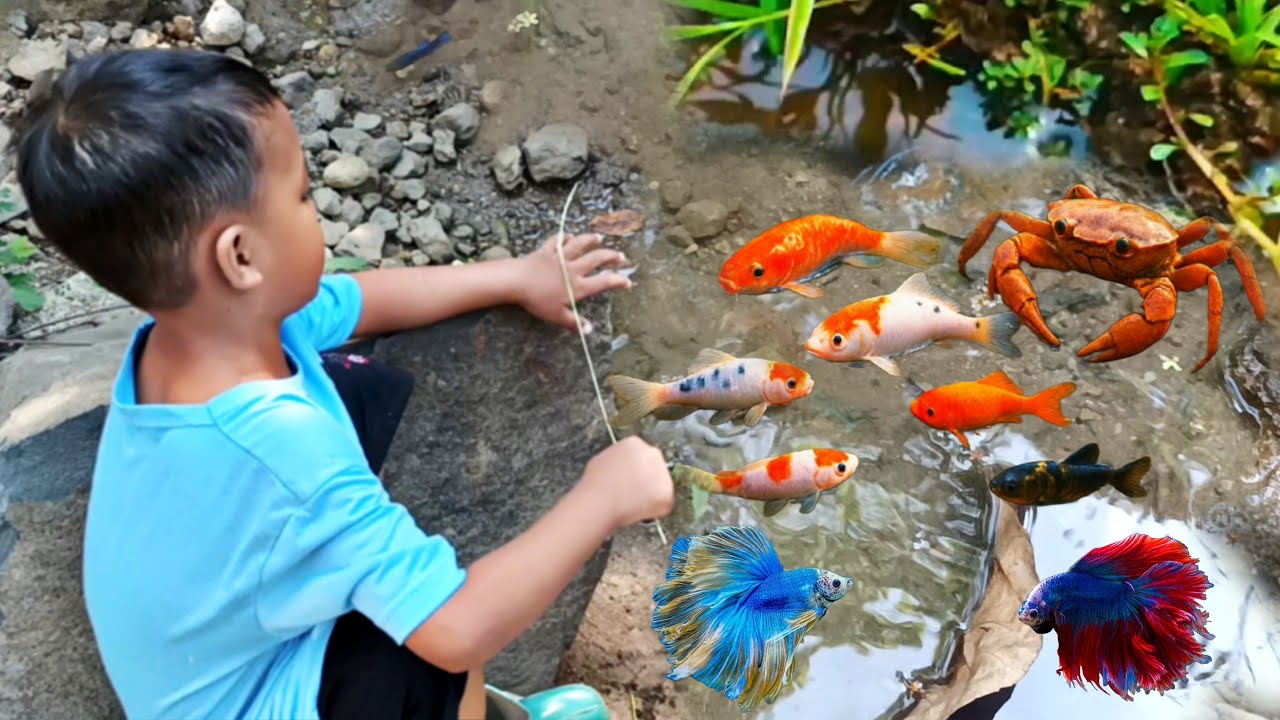 Wow🔴Banyak Banget Ikan Di Sungai Ini ada kepiting ikan koi ikan cupang 