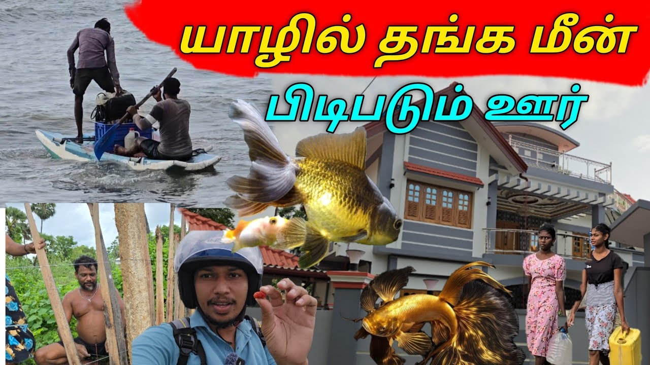 யாழில் தங்க மீன் பிடிபடும் இடம்🐠 | Mathagal Village Tour | Mathagal | Sri Lanka
