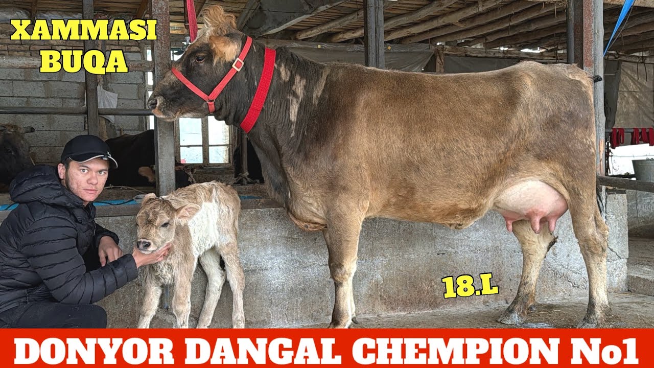 DONYOR DANGAL JANGDA🔥BOLASI BUQA CHEMPION SIGIRLAR😳NARXLAR SUV TEKIN😱