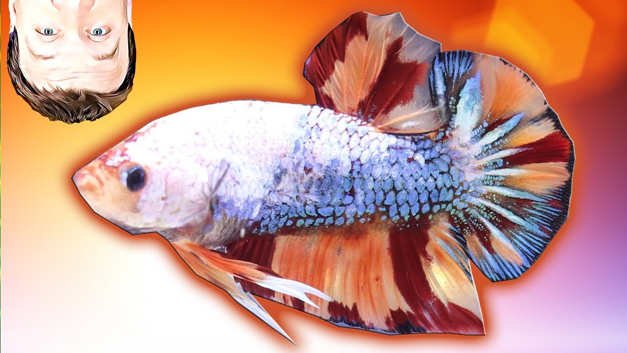 Nemo Betta Fish - My First Betta Fish for the Fish Room!