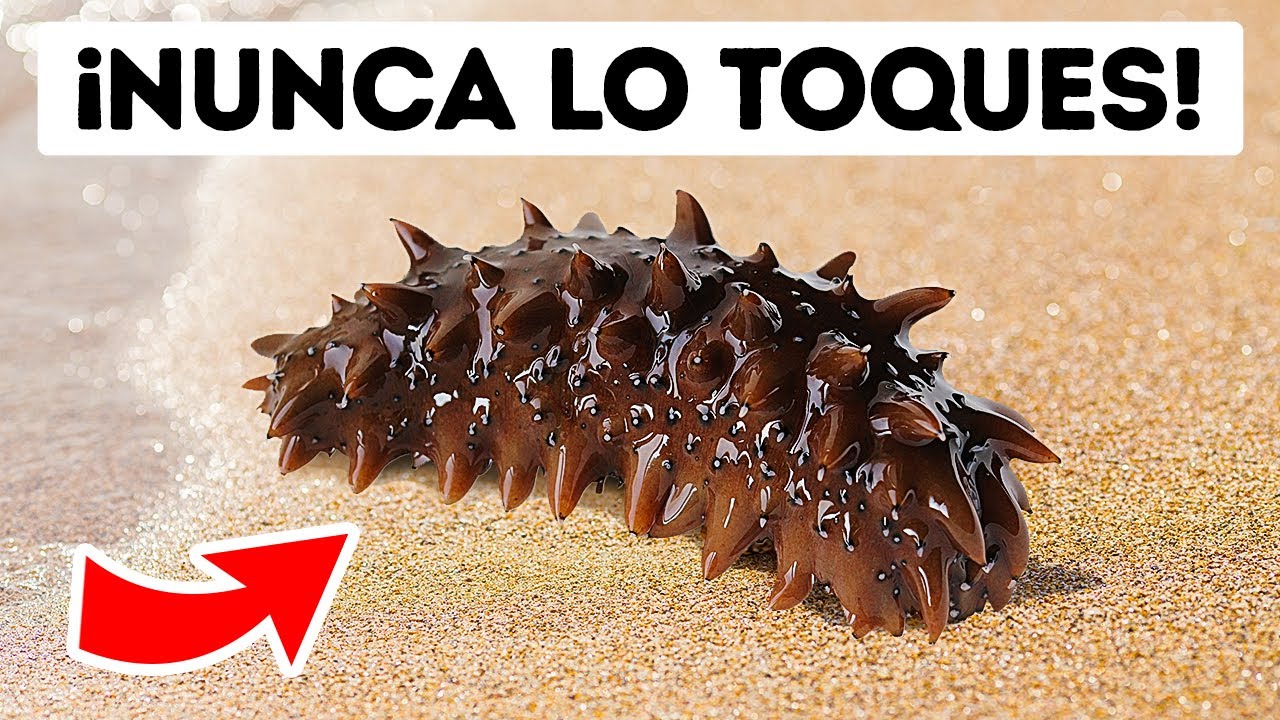 Si ves esto en la playa, aléjate y no lo toques