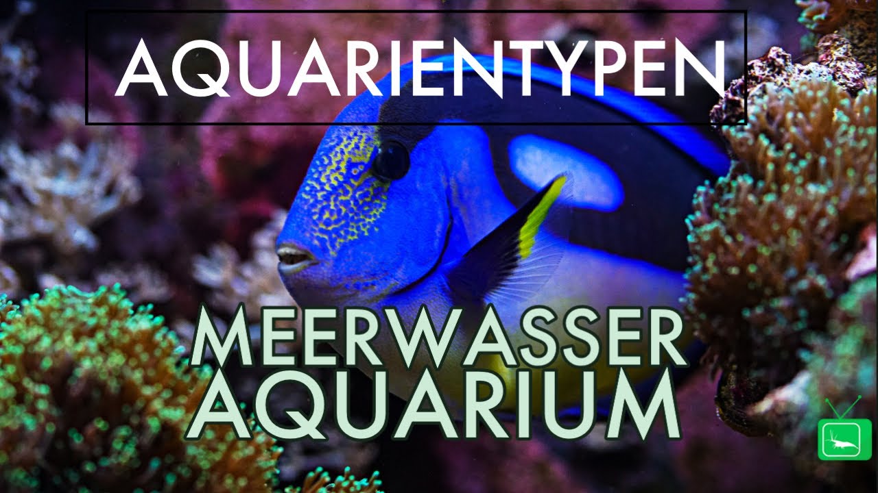 MEERWASSER TYPEN | FISCHAQUARIUM, KORALLENAQUARIUM, STEINAQUARIUM | GarnelenTv