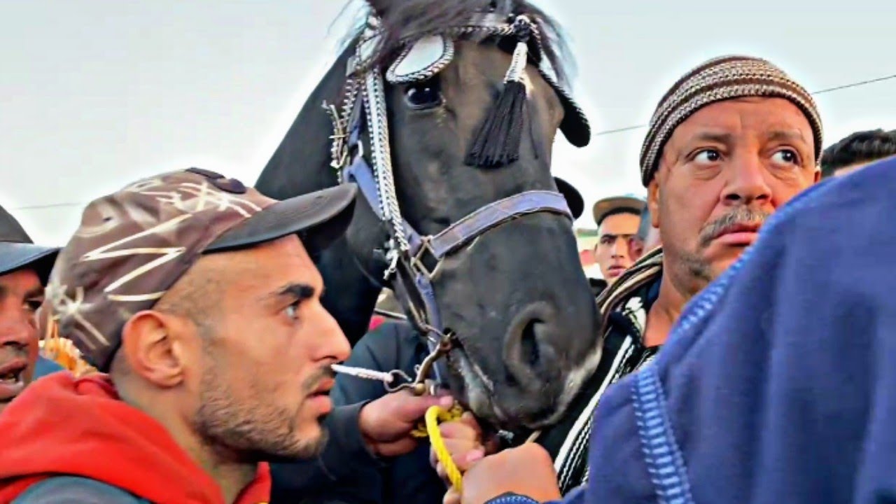 سوق سطات عود دهم دار حالة فالناس داه حميد ولد رحال ولد العود ديال ستيكات