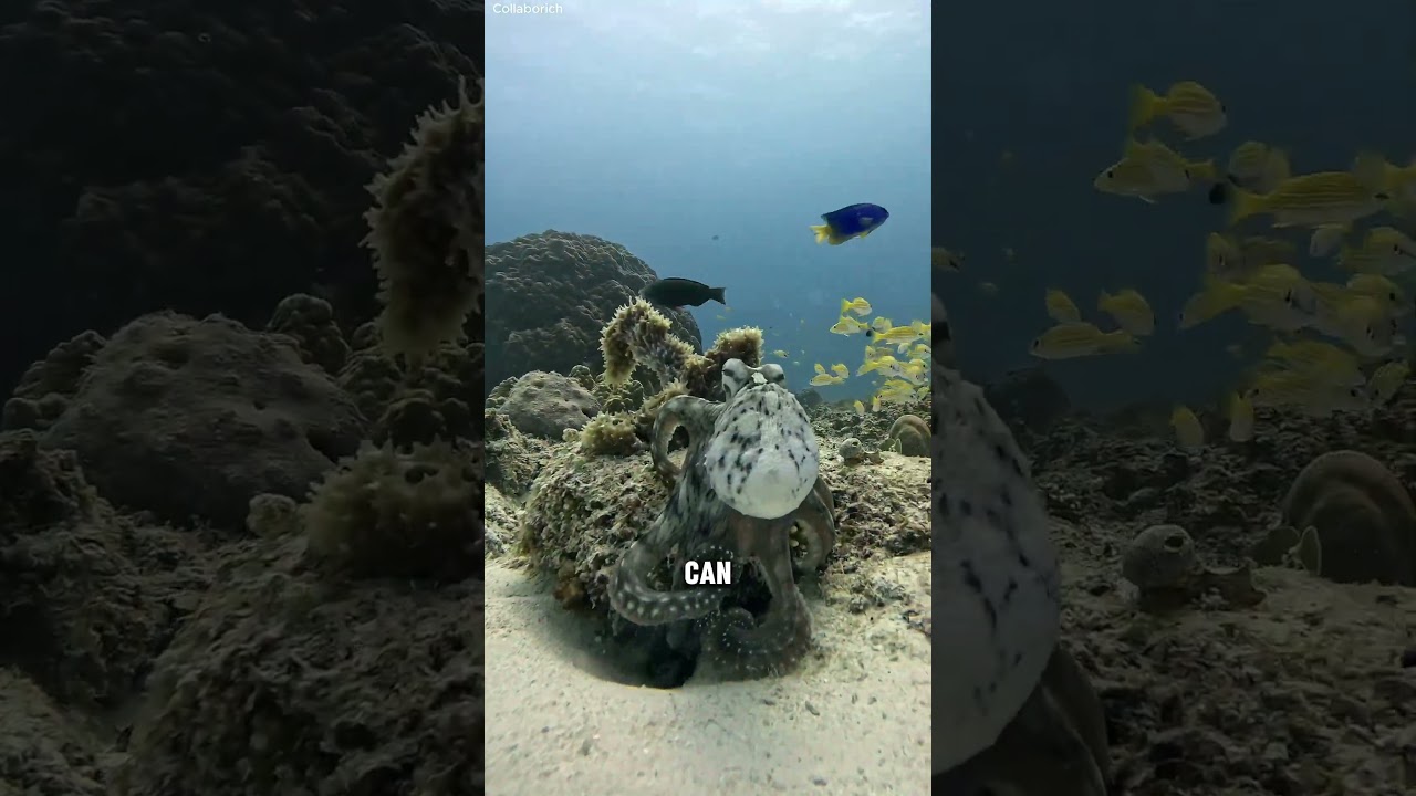 Mimic Octopus Master of Disguise 🐙