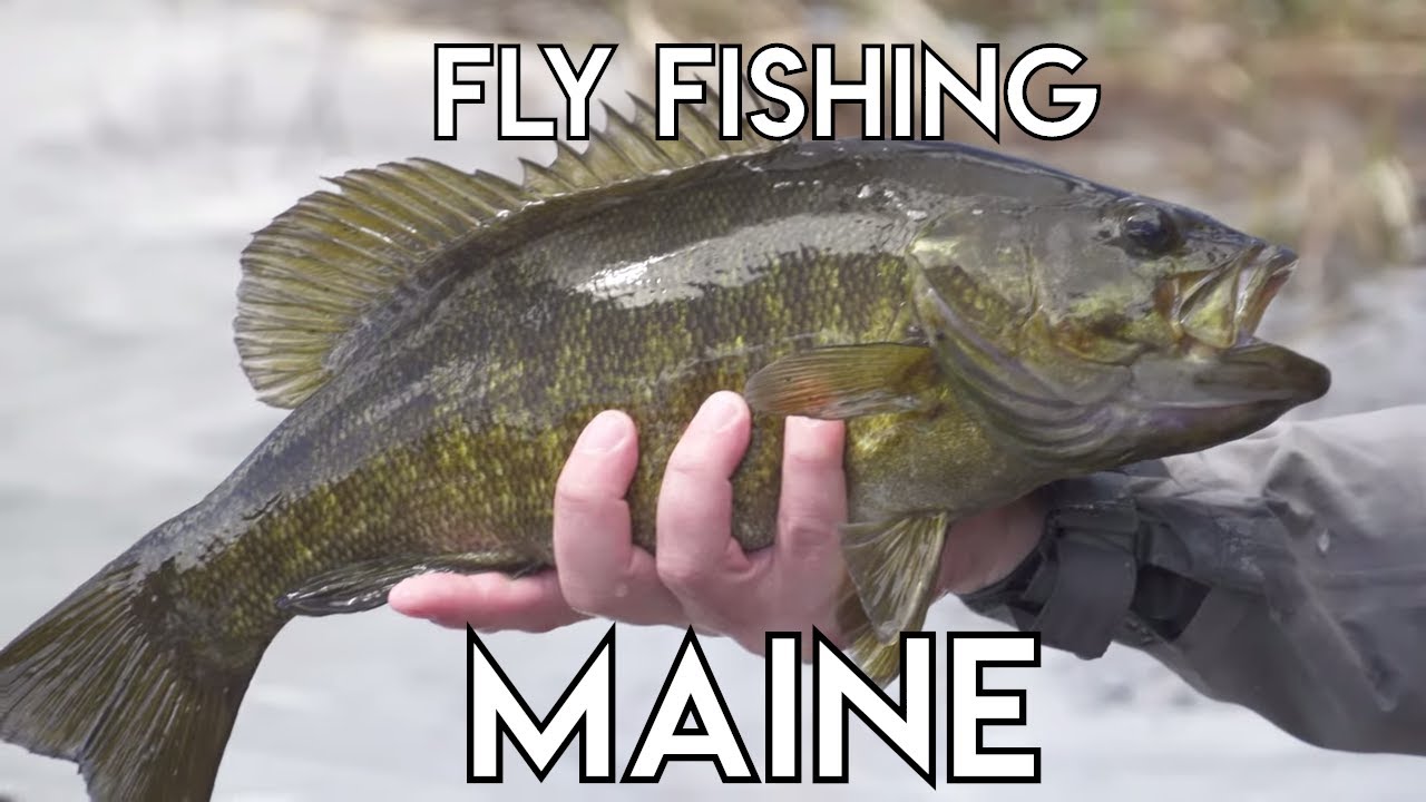 Maine Fly Fishing | Smallmouth Bass & Landlocked Salmon