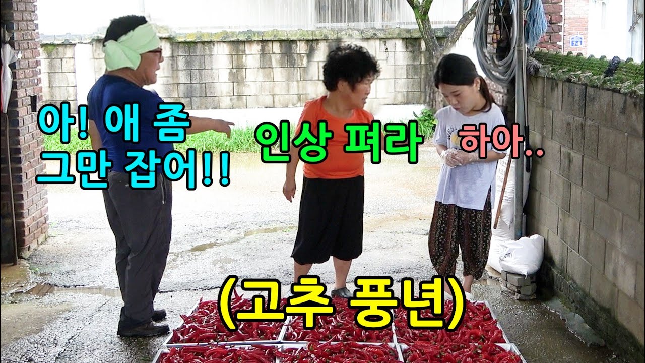 시집와서 처음하는 고추농사ㅋㅋㅋㅋ시골로 시집온걸 후회하는 며느리ㅋㅋㅋㅋ