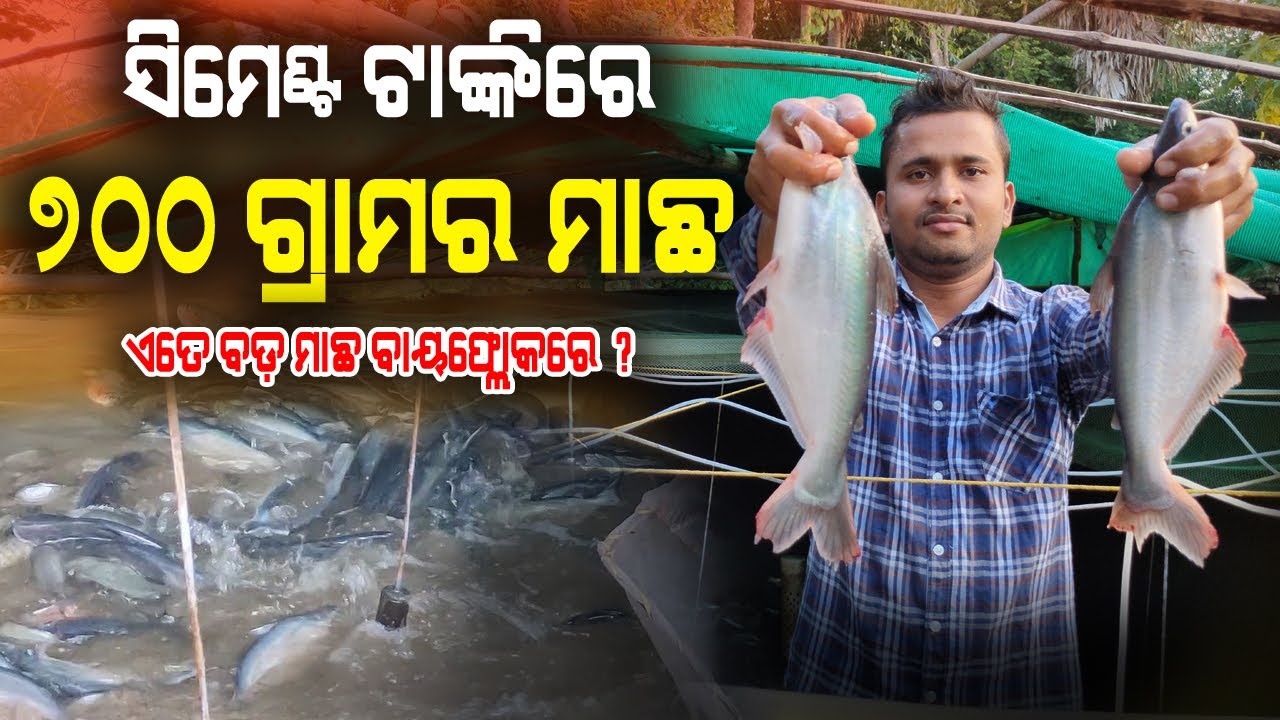 ସିମେଣ୍ଟ ଟାଙ୍କିରେ ଯୁବ ଚାଷୀଙ୍କ ବାୟଫ୍ଲୋକ (Start Biofloc in cement tank in Odisha). Cement Tank Biofloc