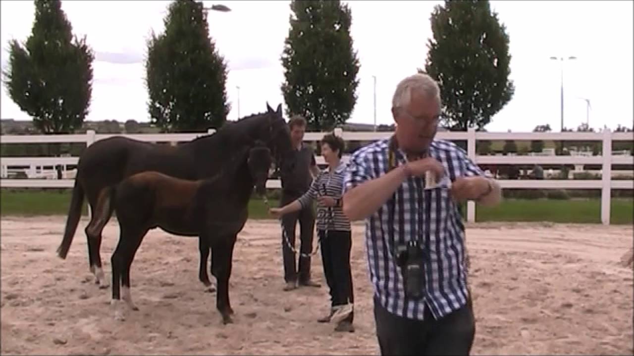 Foalshow-Fohlenschow Peterhof-Oldenburger Brenntag 2016