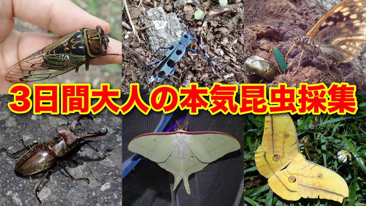 2泊3日の里山昆虫採集の様子を全部見せる…！【ライトトラップ】