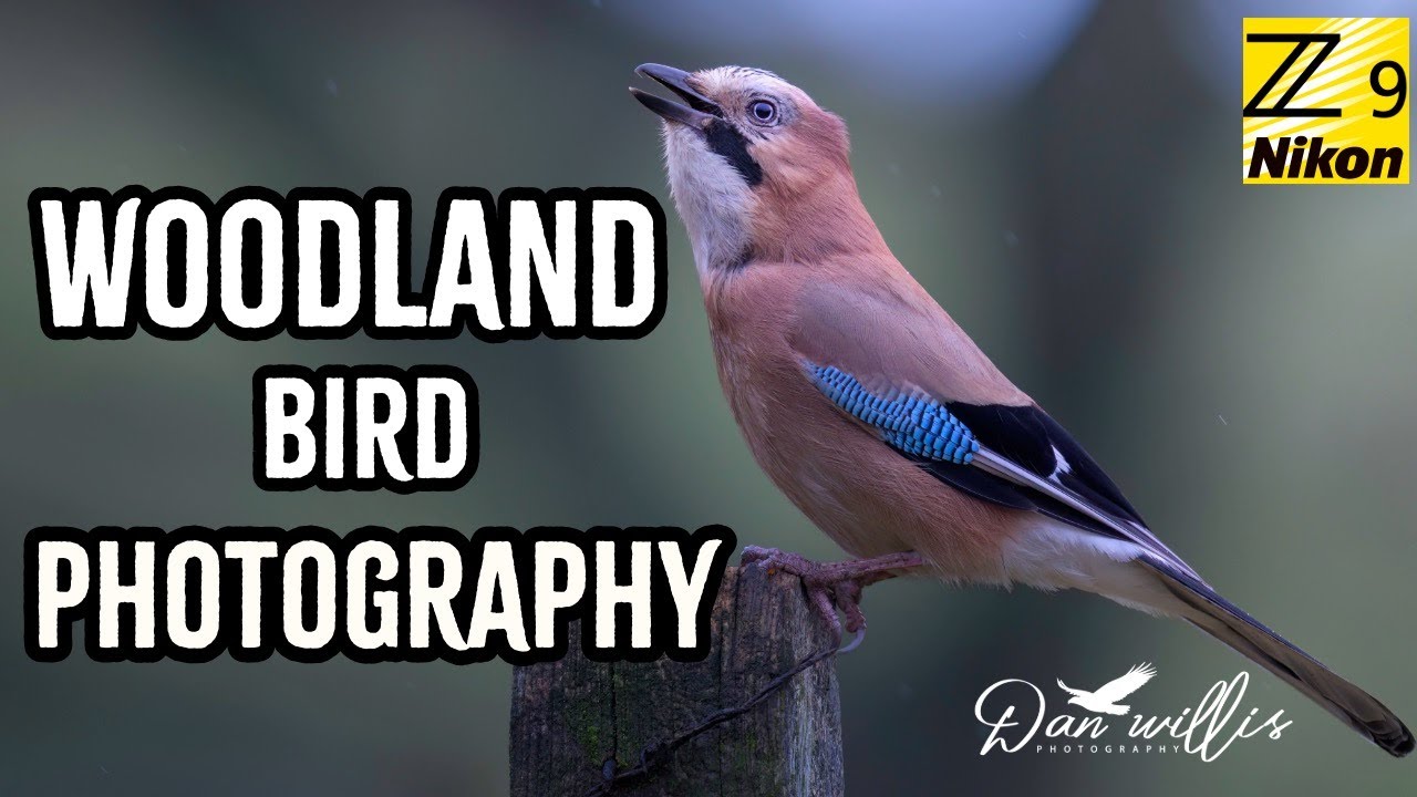 Woodland Bird Photography