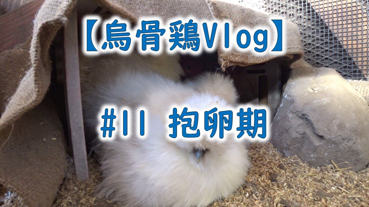 【烏骨鶏Vlog】#11 抱卵期