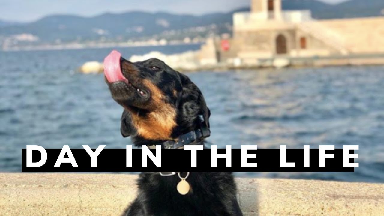 DAY IN A DOG'S LIFE #1 - Beauceron living in Saint Tropez