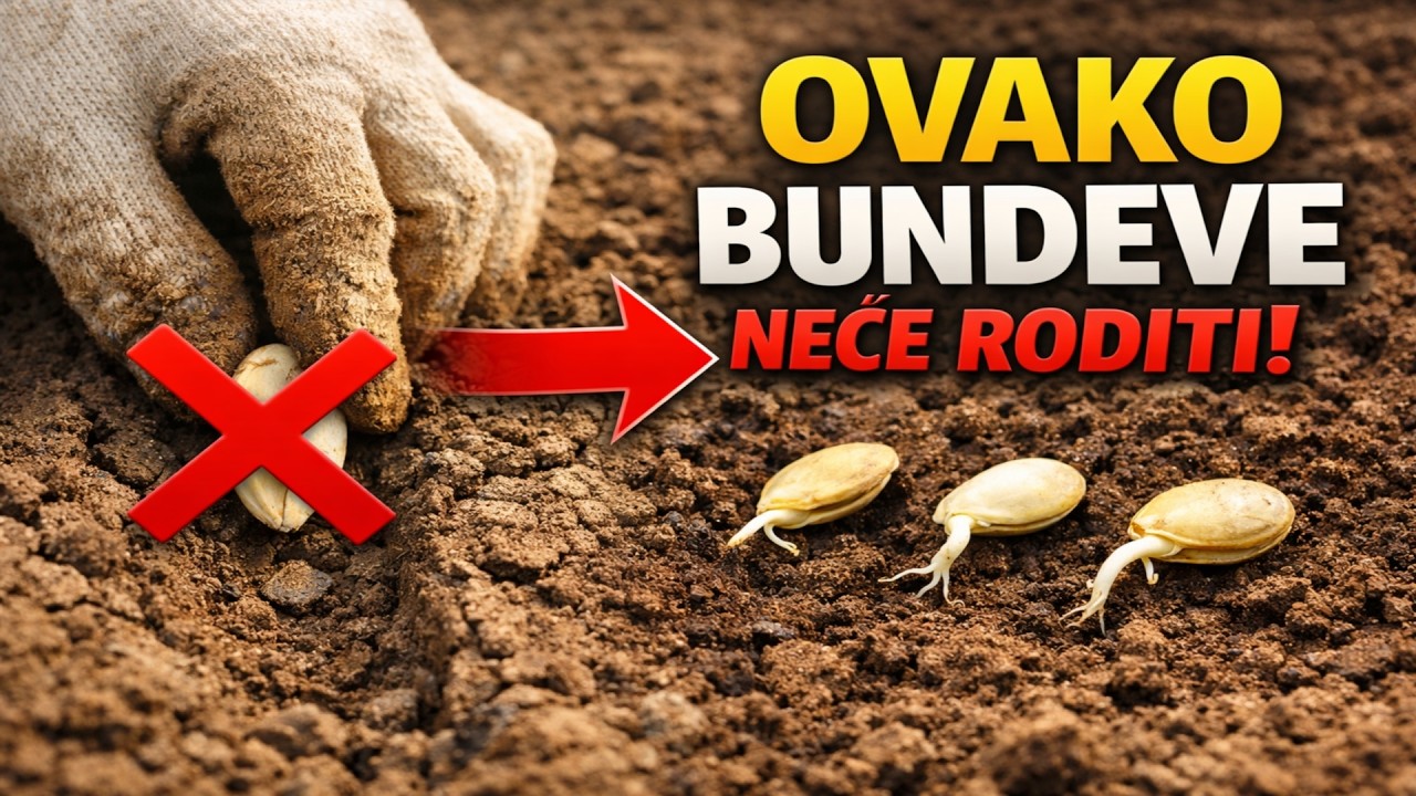 POSADILI STE BUNDEVU NA OVAJ NAČIN? Gorko ćete se pokajati! Saznajte tajnu farmera koja UTROSTRUČUJ