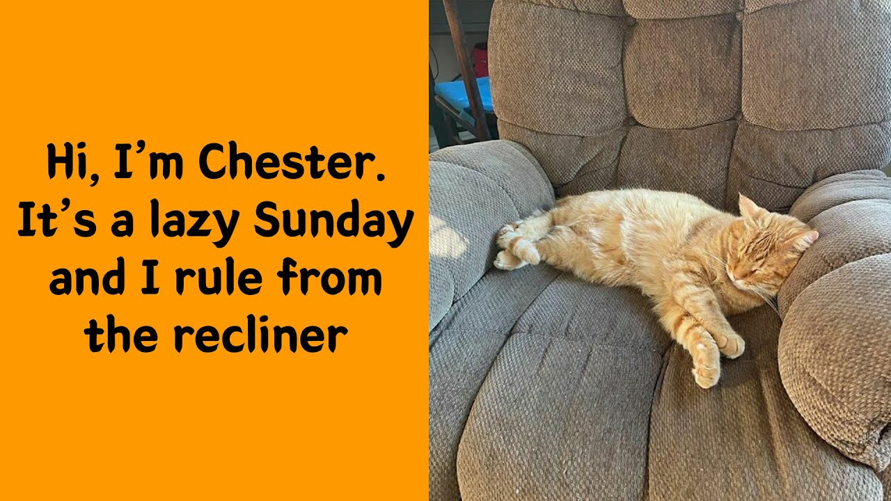 50 Cats So Spoiled It’s Honestly A Little Unfair (New Pics)