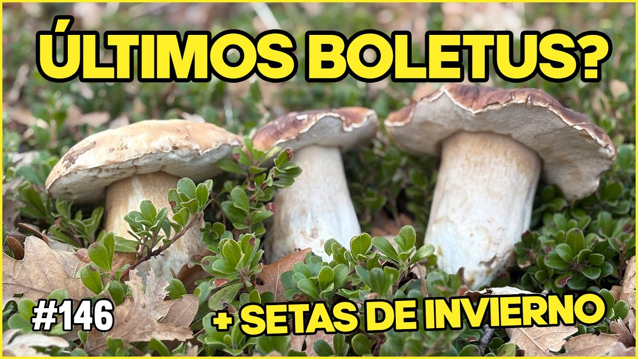 ÚLTIMOS BOLETUS EDULIS de la temporada? 🍄  Setas de invierno en el monte | Níscalos, Capuchinas...
