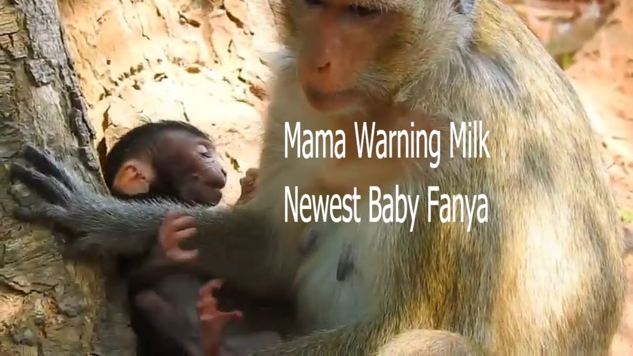 Sadness Unbelievable Poor Baby Getting Mom Warning Milk Her,Why Mom Still Haven't Milk Support?