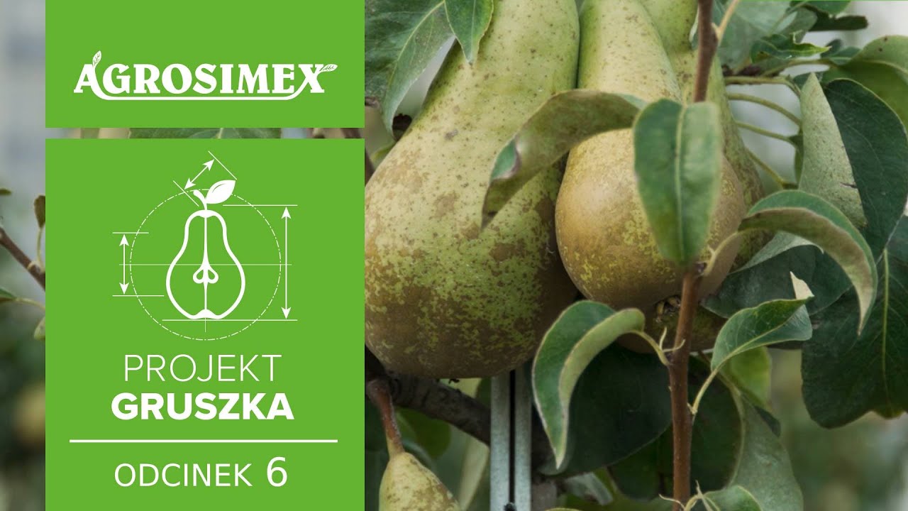 Projekt Gruszka odc. 6 - Sposób na sukces w uprawie grusz | Agrosimex