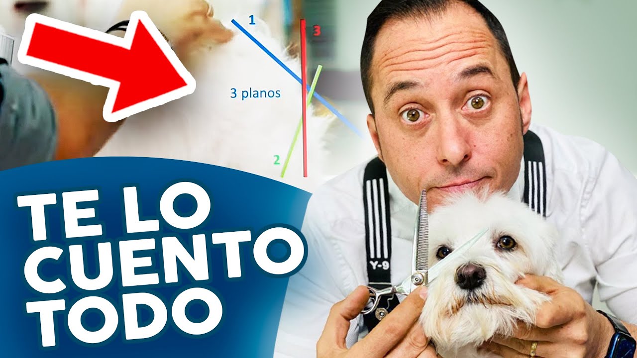 ¡EL SECRETO PROFESIONAL! 🔥🔥🔥 Cómo cortar el pelo a tijera a un BICHÓN MALTÉS