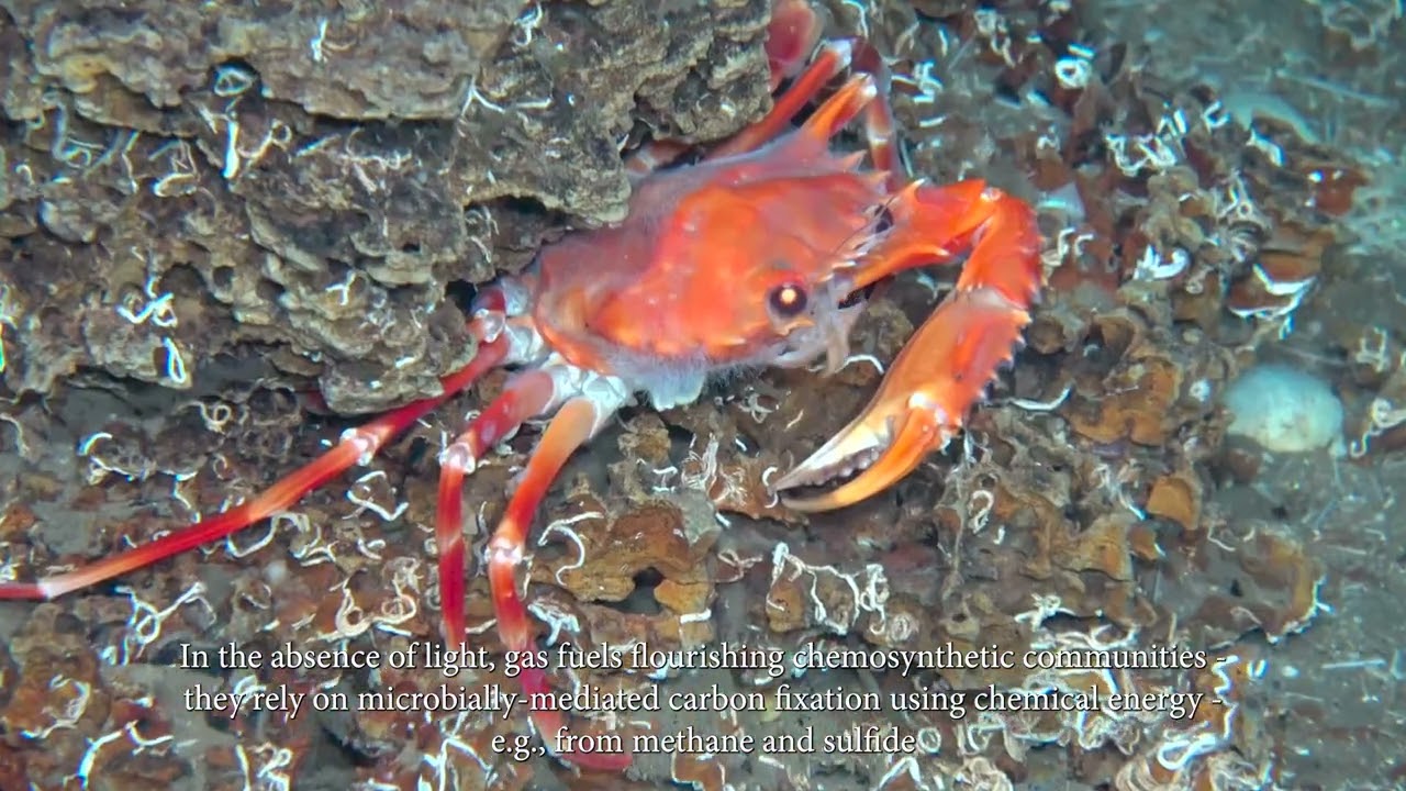 MRB lab (mrblab.org) updates for 2025 CSMS Marine Biology Department get together