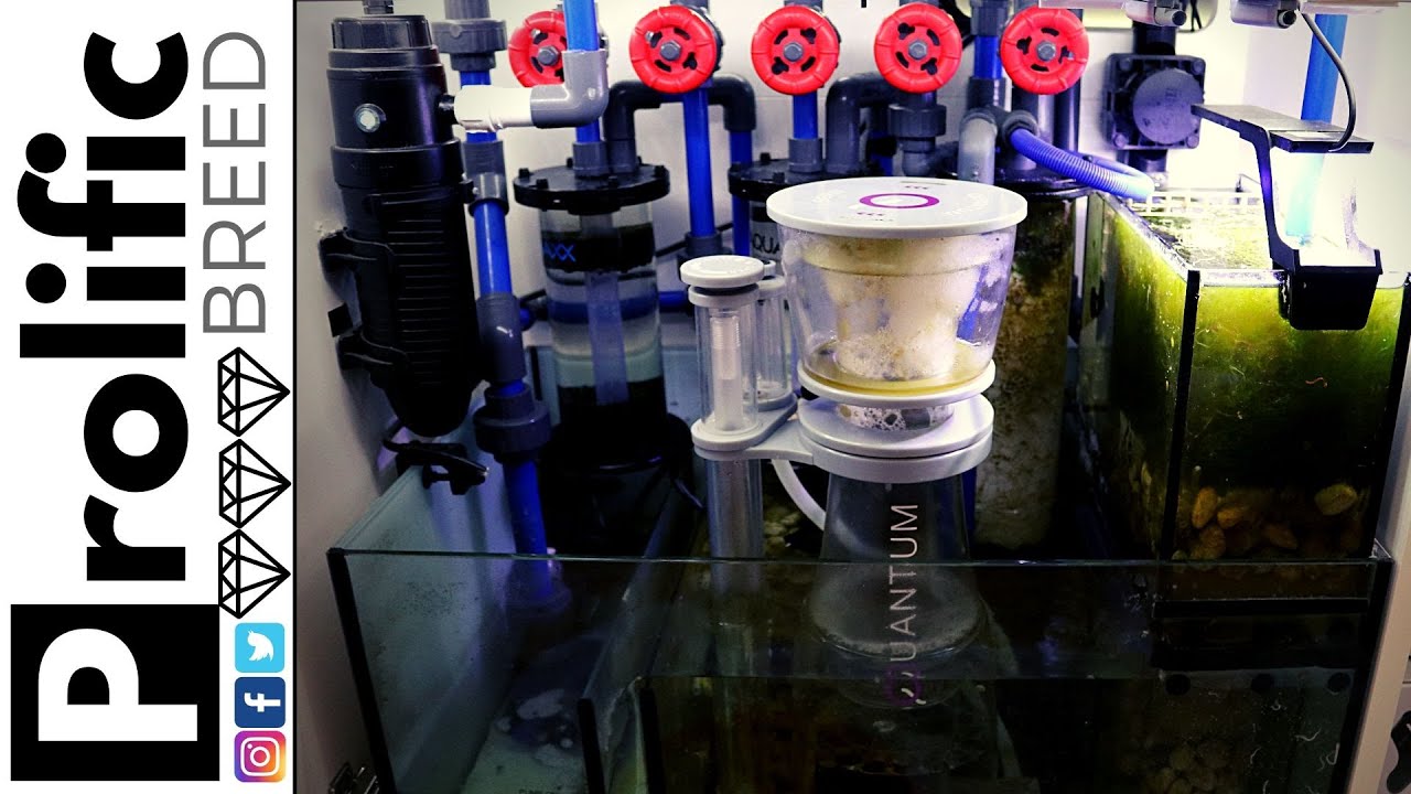 RED SEA REEFER 350 REEF TANK SUMP UPDATE
