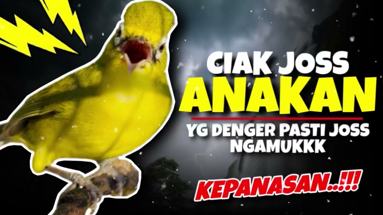Ciak Joss Kecial Kuning ANAKAN‼️Ampuh Bikin Yg Denger Langsung NYAUT KEPANASAN