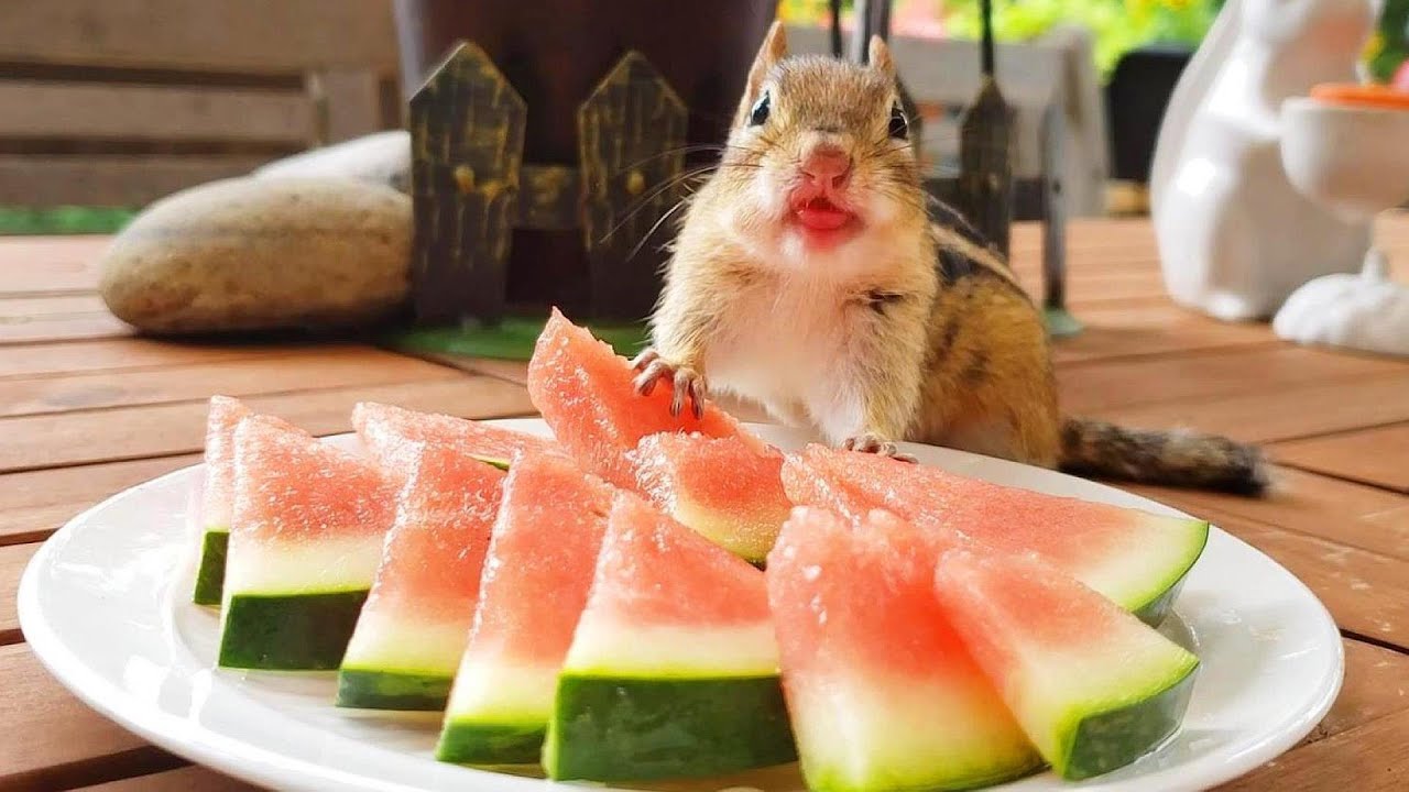 시원한 여름 수박이 맛있는 다람쥐 만추 #ASMR #Chipmunk Manchu Loves Cold #Watermelon On Hot Summer Day