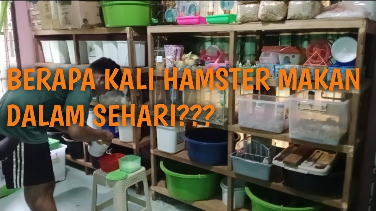 BERAPA KALI HAMSTER MAKAN DALAM SEHARI?