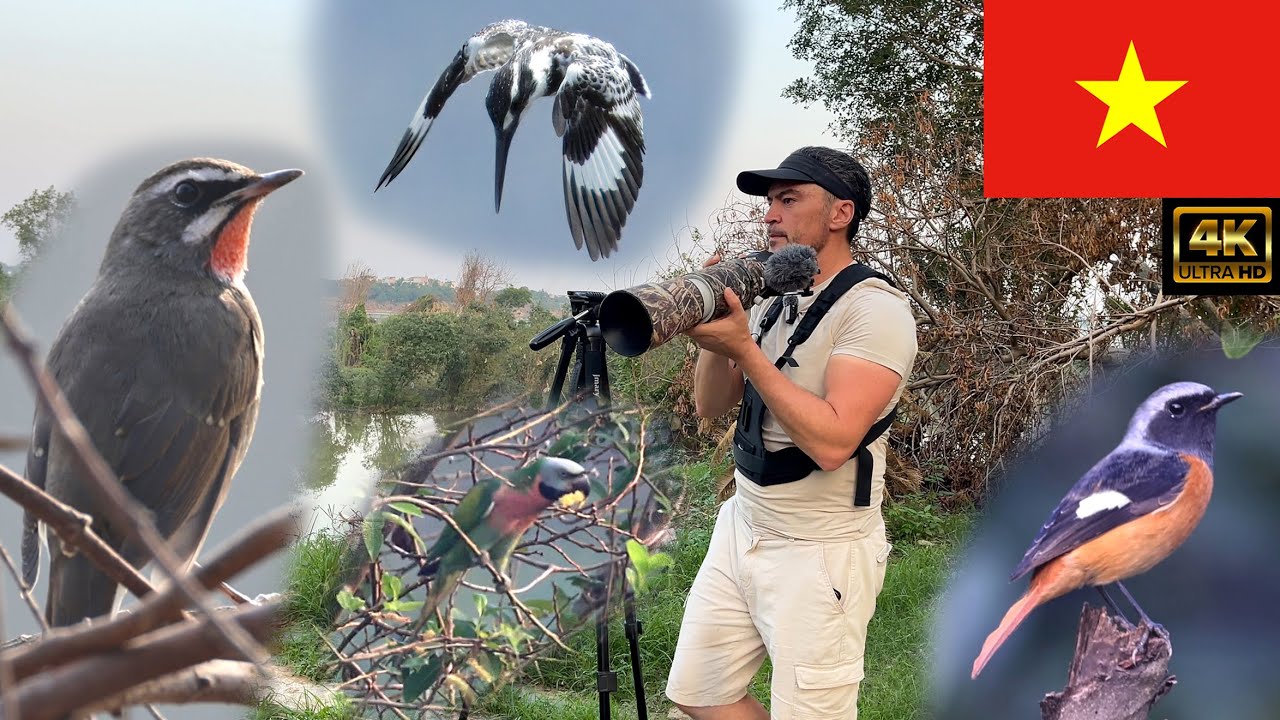 Vietnam Birdwatching Hanoi part 2. Sword Lake, Red River, Canon R7 & RF 200-800mm. 4K