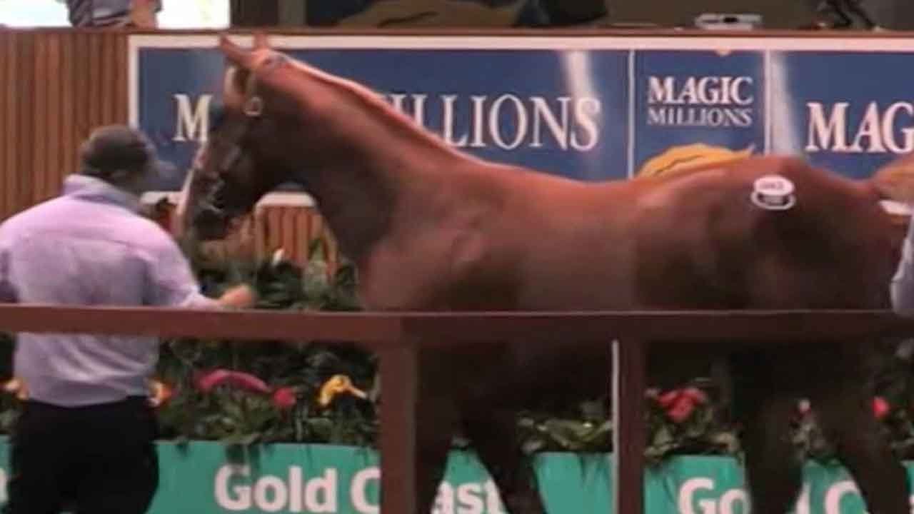 China demand driving boom in Australian thoroughbred trading