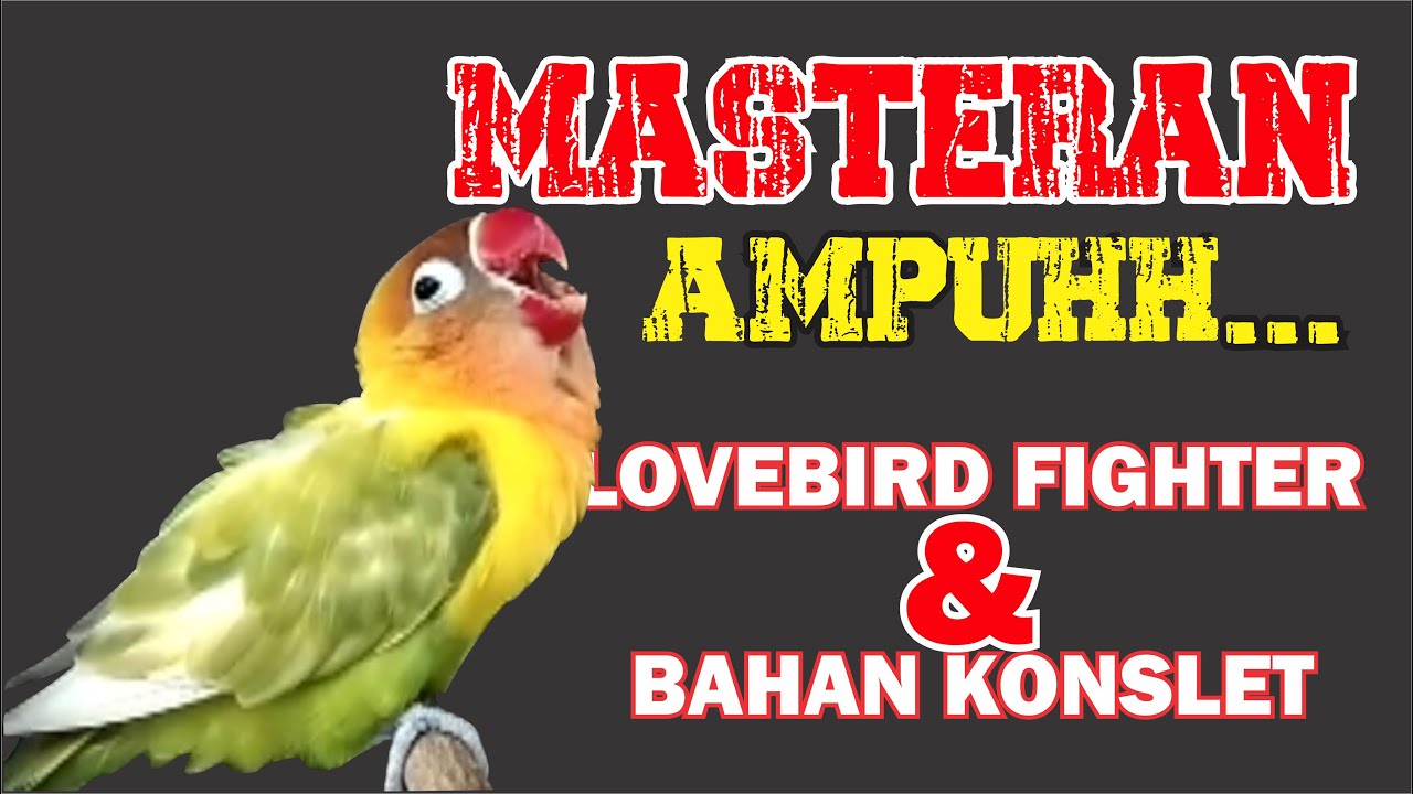 MASTERAN LOVEBIRD FIGHTER DAN BAHAN KONSLET SANGAT AMPUH