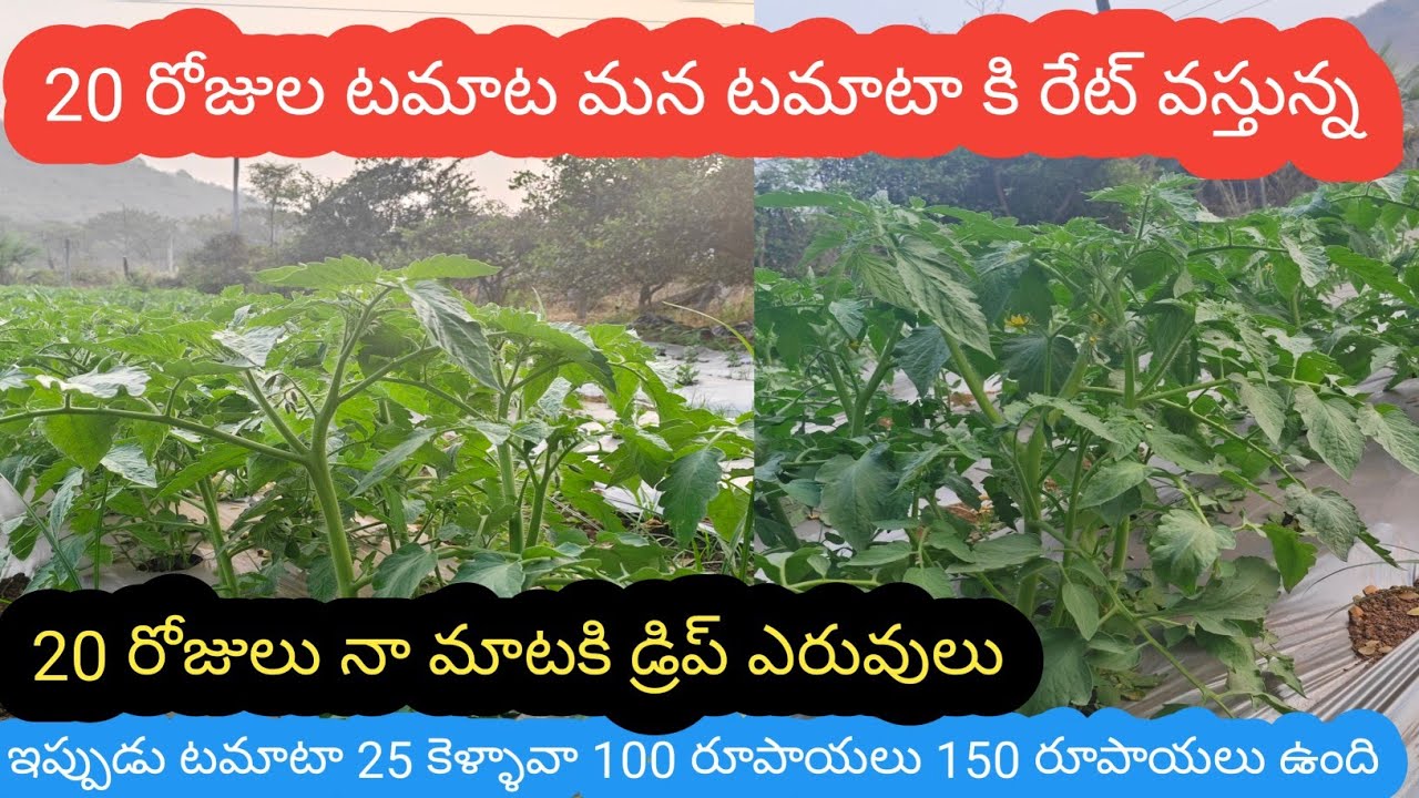 2026లో టమాటా రేట్స్  || మన టమాటా తెలంగాణ || సహో ||  manadhana pelli || tamata rets tamata || vlogs 