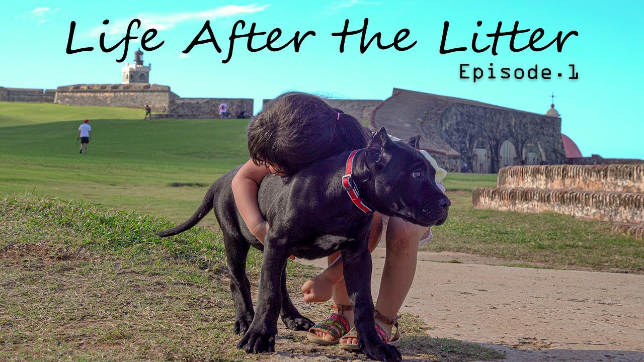 Is Plane Travel Safe for Presa Canarios? 🛫 | Life After the Litter Ep. 1