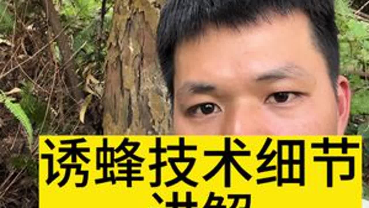 诱蜂这些细节你可能不知道，看完视频你也能轻松诱蜜蜂！ #蜜蜂#养蜂#诱蜂#诱蜂蜡