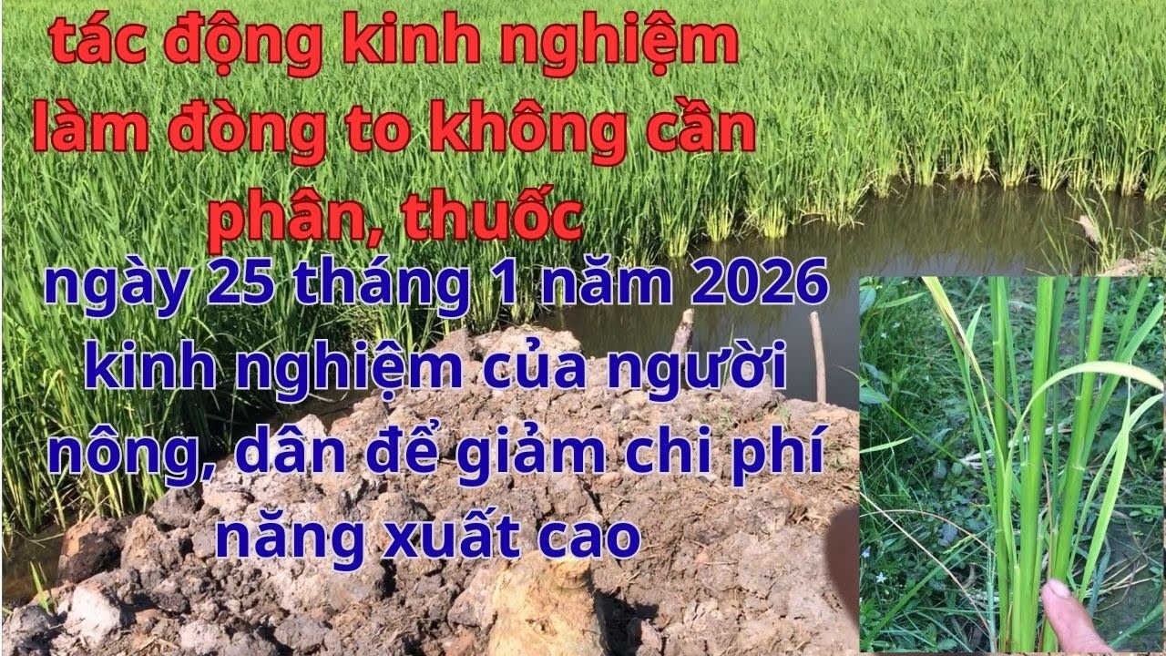 kinh nghiệm giúp đòng to, lúa đông xuân 2026, không còn lúa thấp, không còn sâu, bệnh hại nữa