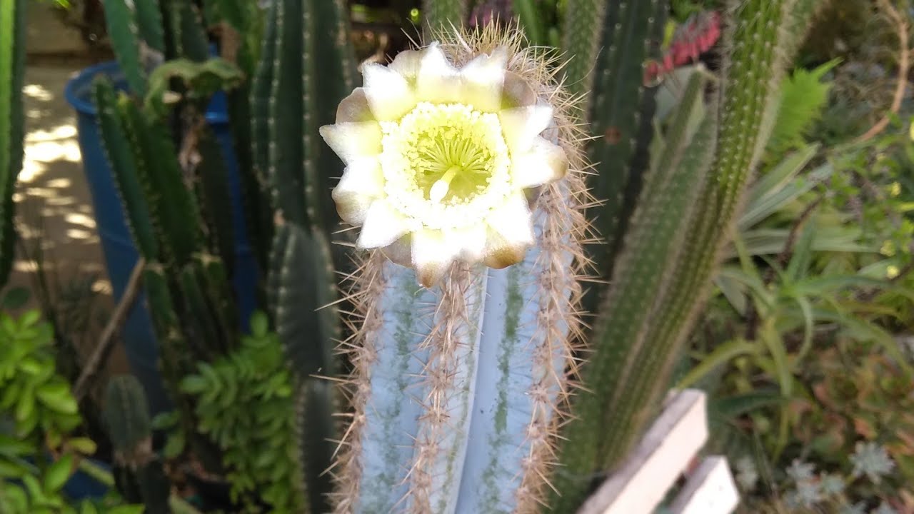 #Cacto azul florindo olha que lindo 😍🌼🌼🌼