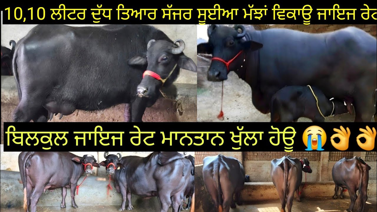 10-10 ਲੀਟਰ ਦੁੱਧ ਤਿਆਰ ਸੱਜਰ ਸੂਈਆ ਮੱਝਾਂ ਵਿਕਾਊ 3 animals for sale 