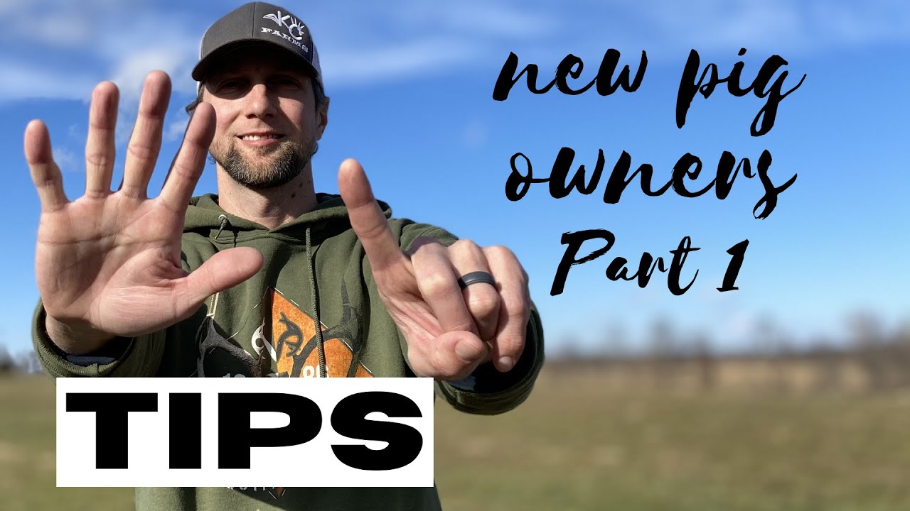 6 tips for raising kunekune pigs: Part 1