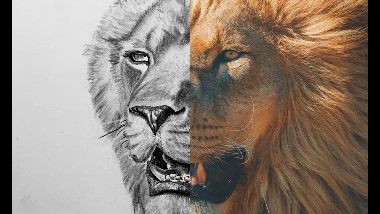 How to Draw a Lion | Step by Step Tutorial